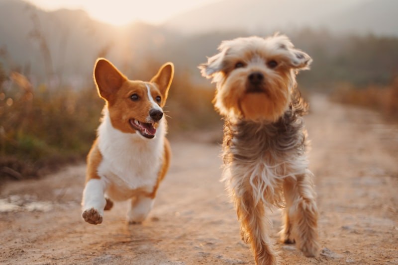 犬猫基础生命支持(BLS）「急救证书课」